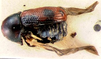 Media type: image; Entomology 9259   Aspect: habitus dorsal view